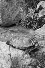 Turtle.webp