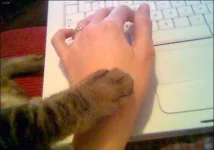 cat.webp cat.webp